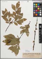 Foto von Salix myrsinifolia Salisb.